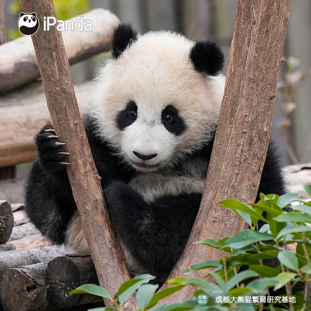 The sweet panda cub is trying hard to climb toward you. Ready to