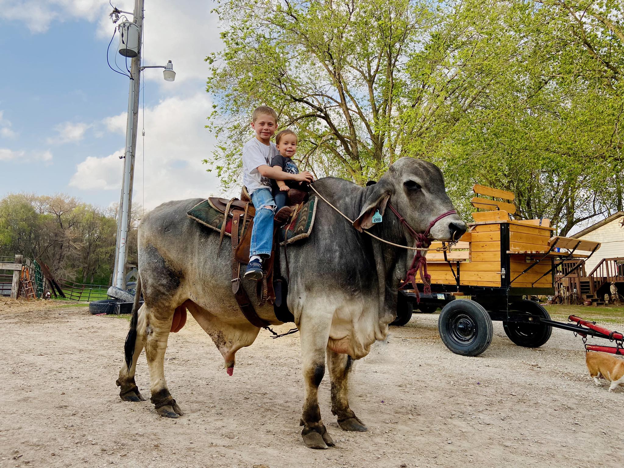 Meet Nacho, our 2-year-old... - Oak Ridge Ranch and More | Facebook