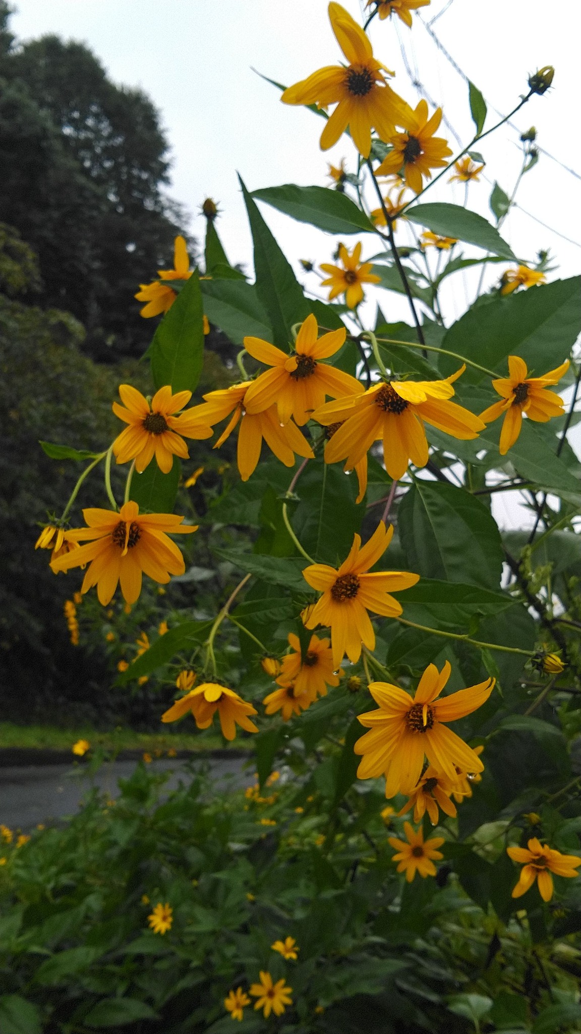 雨のしたたるキクイモ💕 秋ですね 💕 菊芋の花 咲きました💕 「菊の花
