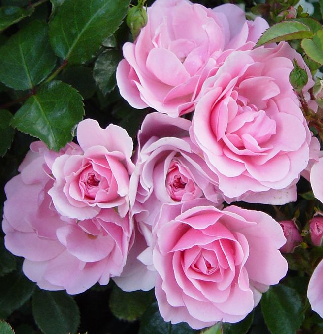 Prior - Roses in our gardens are springing into new growth with this ...