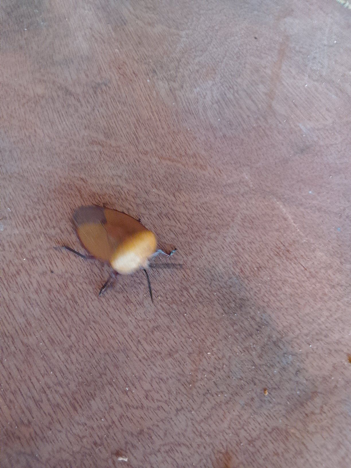 Insect Identification of the Philippines | Pa i.d Po admin kung Anong ...