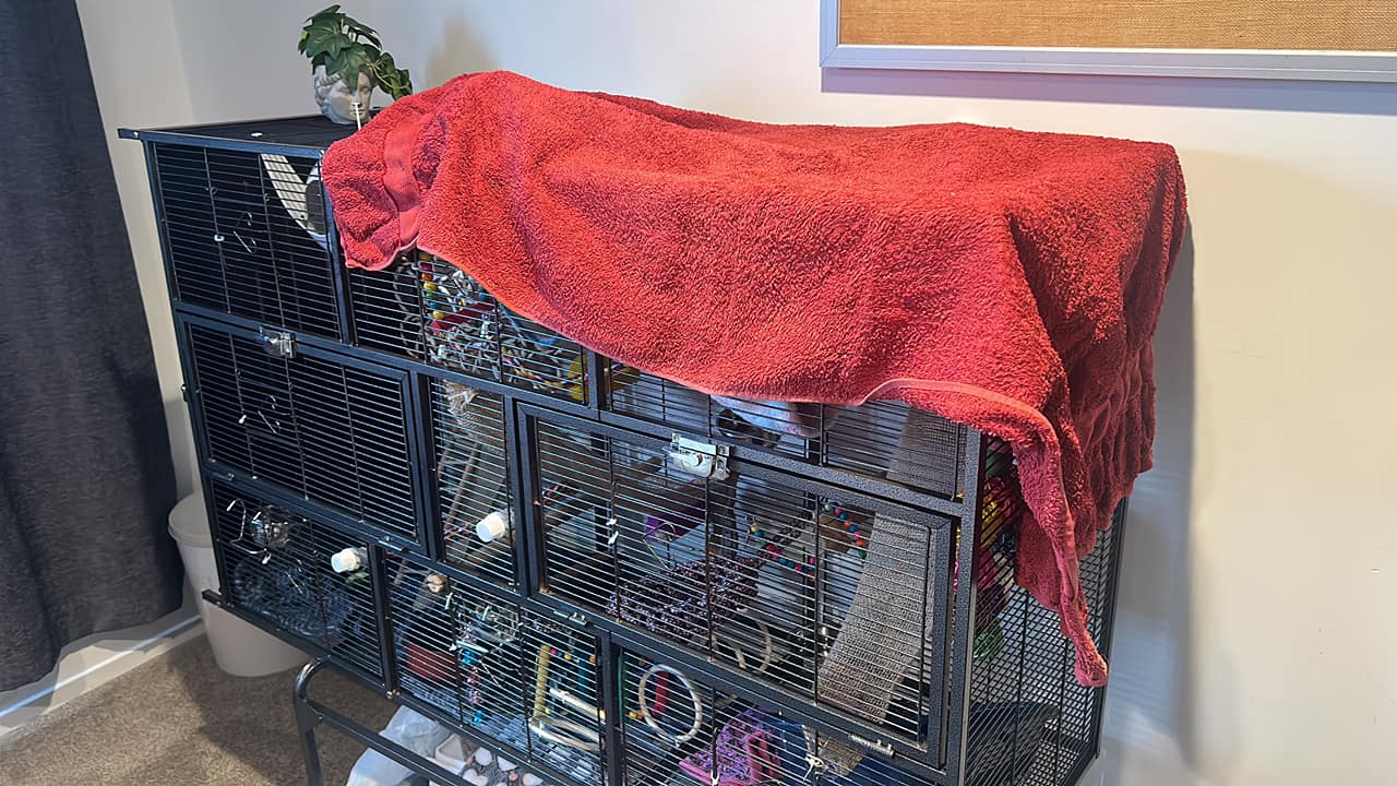 Is it okay to cover a rat cage with a towel?