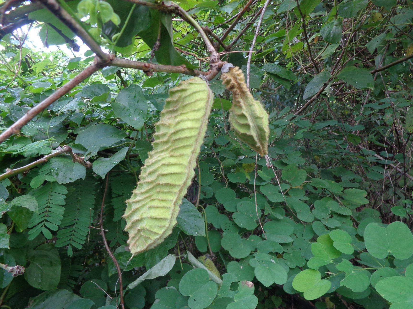 Encyclopedia of Tropical Plants