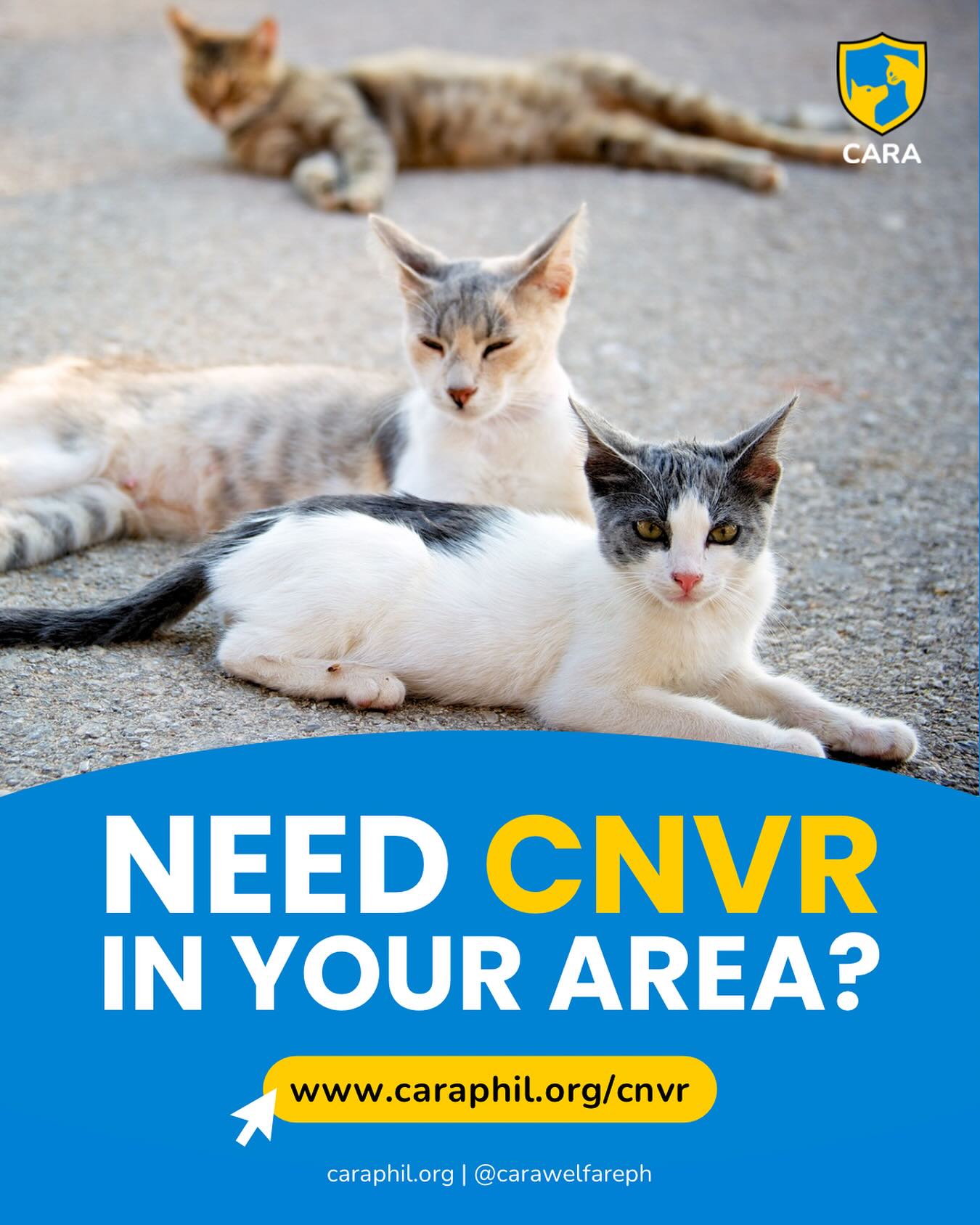 CARA - Does your area have a lot of stray cats that keep multiplying ...