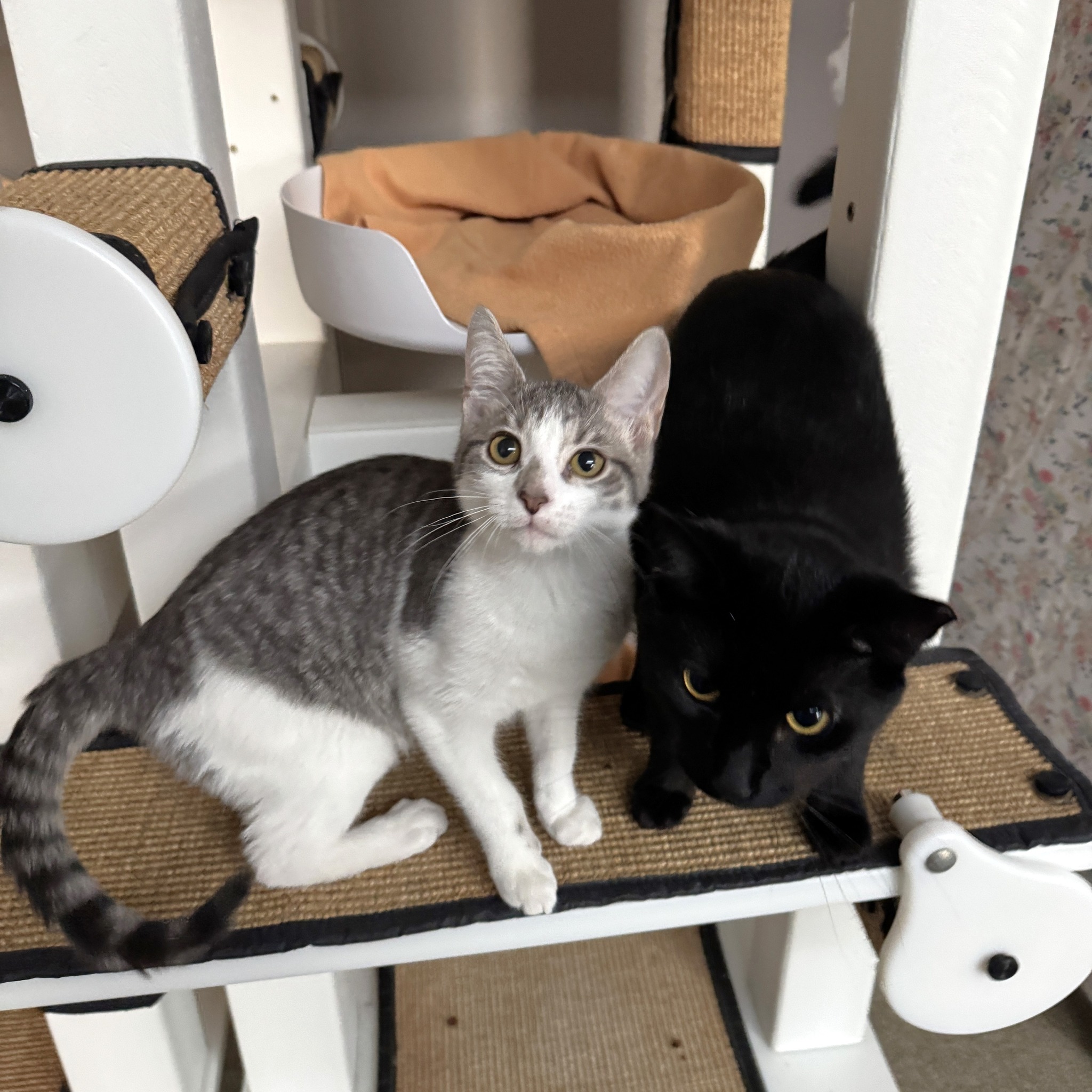 Tree House Humane Society - Friends we have a lost cat emergency! LOST ...