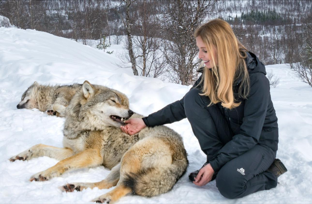 Anneka - Meeting European Wolves in Norway. This is Bragi, the lead ...