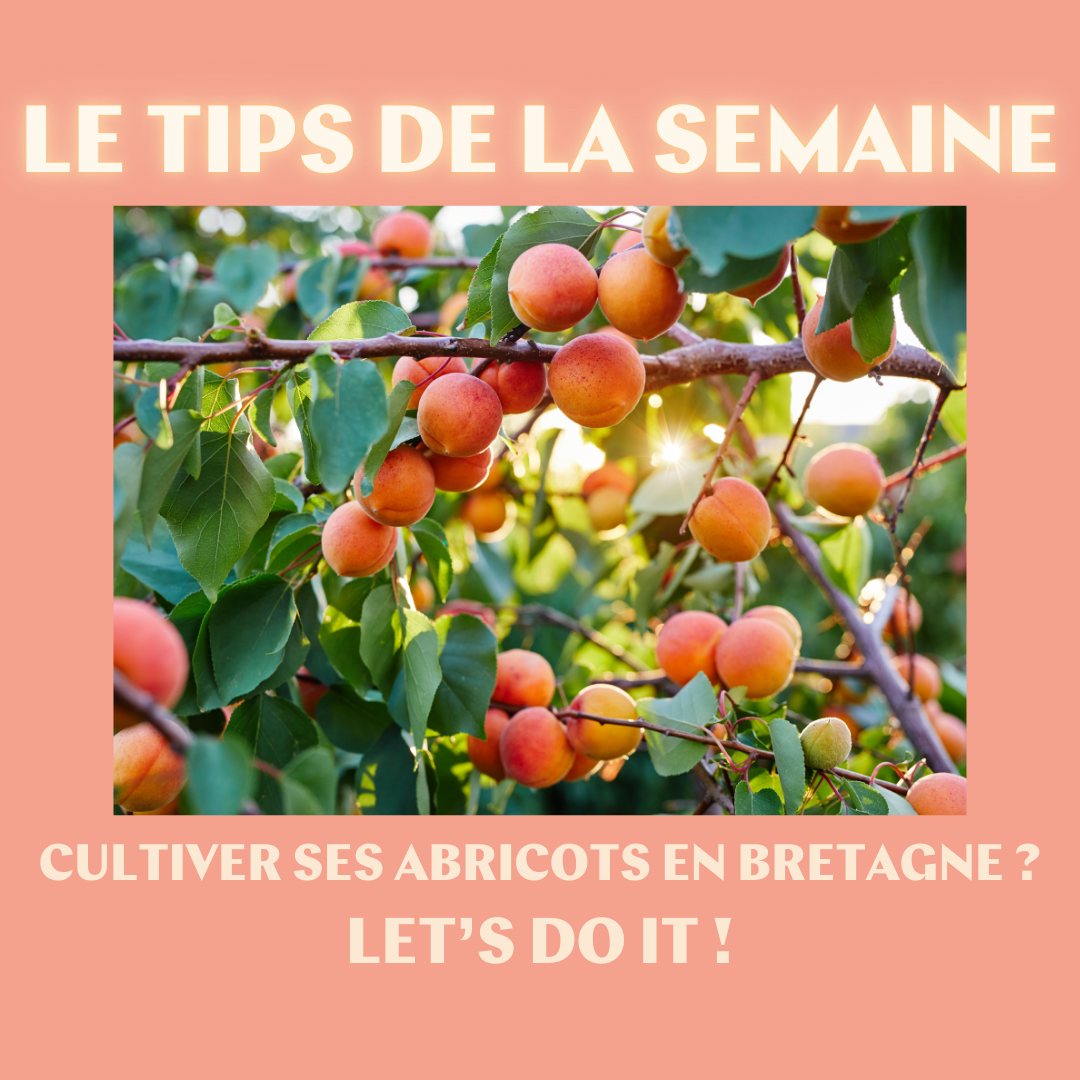🍑 Tips de la semaine : Réussir ses... - Le Jardin de Balgan | Facebook