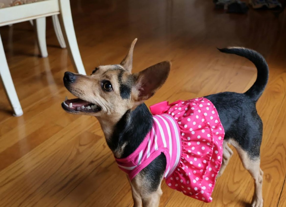Small Dog Rescue of New England - Beautiful Bianca is here in RI and ...