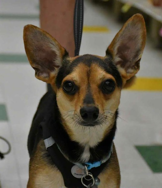 Small Dog Rescue of New England - Beautiful Bianca is here in RI and ...