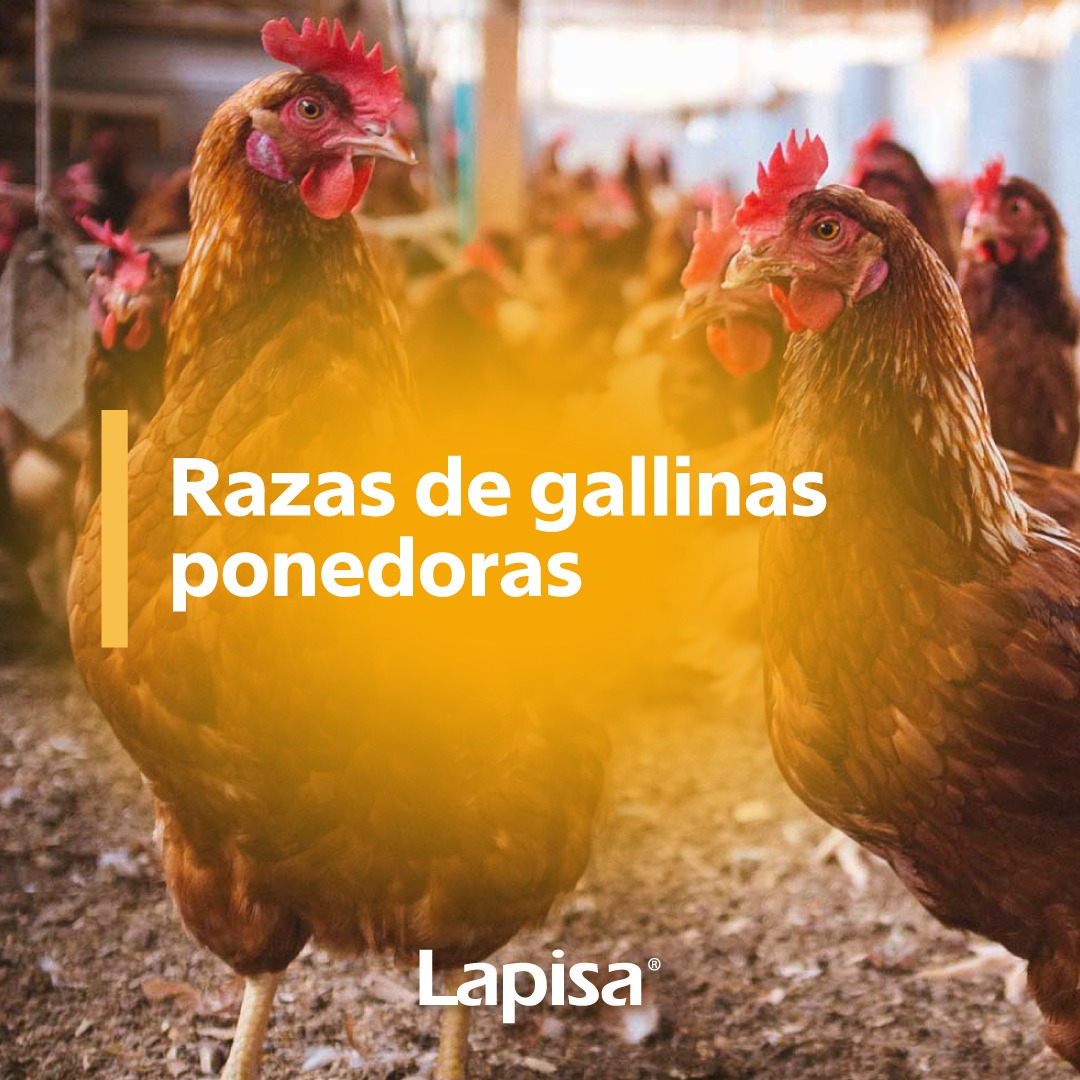 Lapisa - Conoce las diferentes razas de gallinas ponedoras... | Facebook