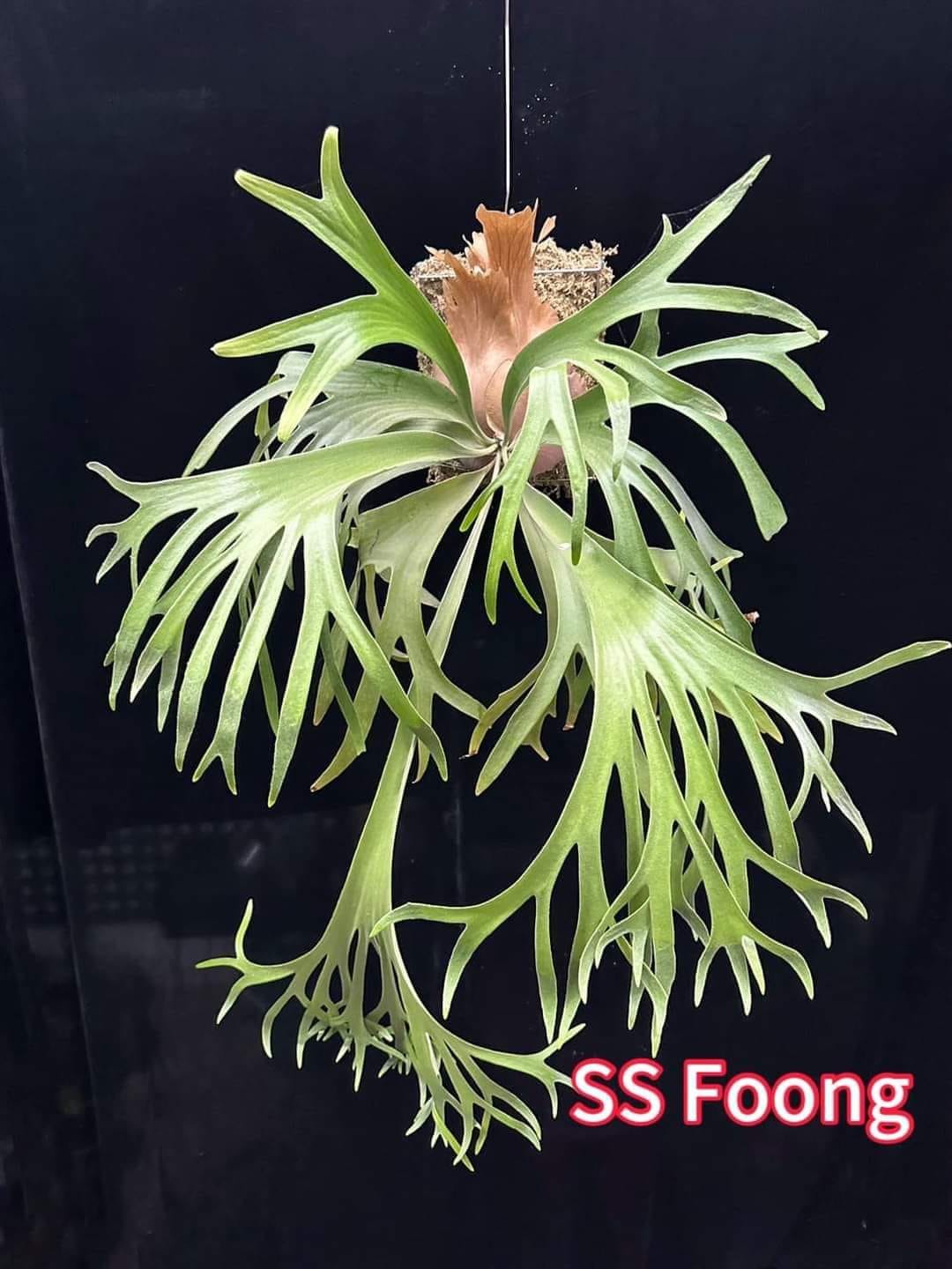 Platycerium willinckii dwarf 'Totoro' Sporeling in 2