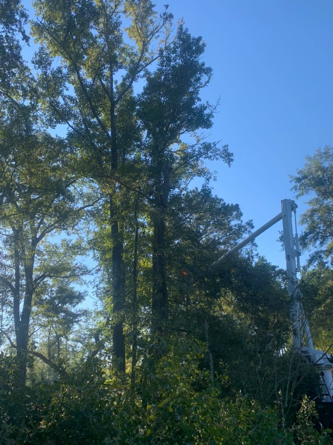 Infinger’s Tree service LLC | Cottageville SC