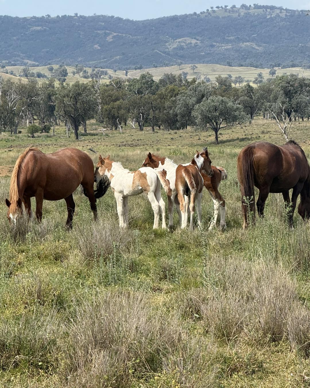 Gill Bros Rodeo | Upper Horton NSW