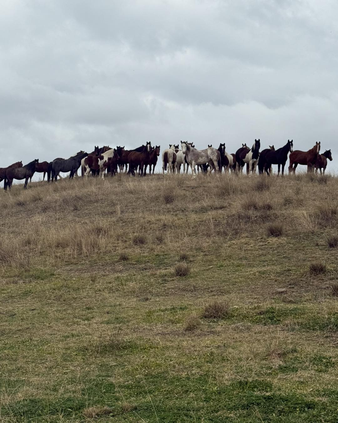 Gill Bros Rodeo | Upper Horton NSW