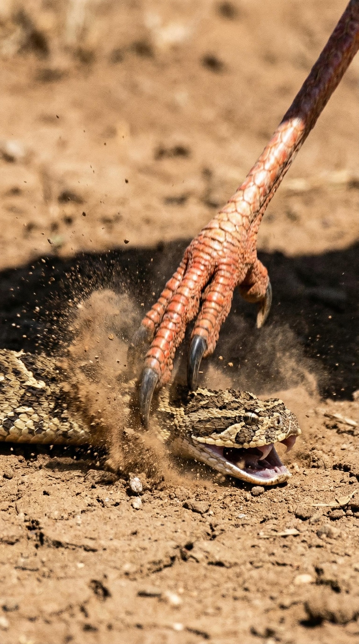 Viral - The Dust-Up Delivery Sometimes, the most surprising visits come ...
