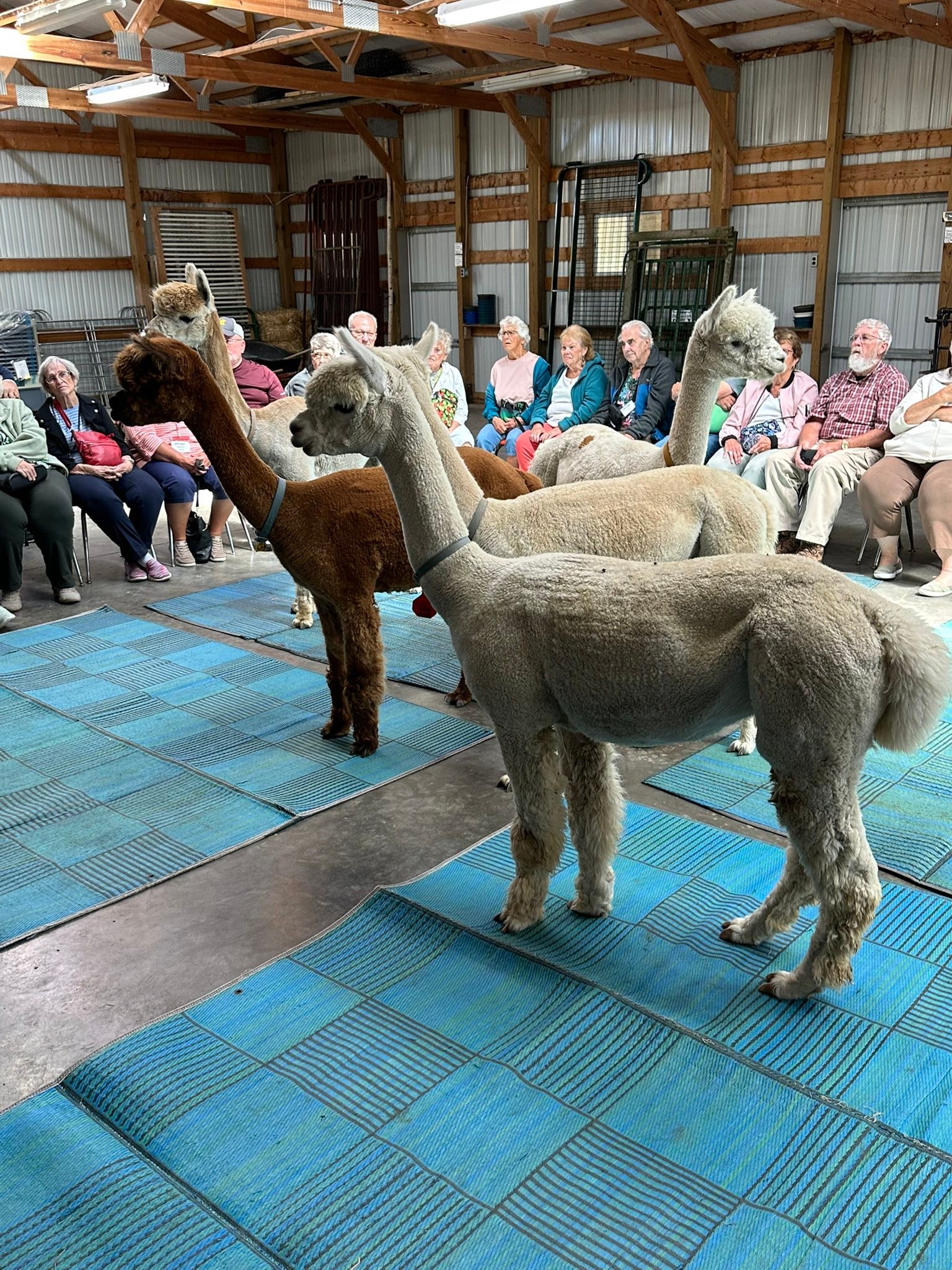 LondonDairy Alpaca Ranch added... - LondonDairy Alpaca Ranch