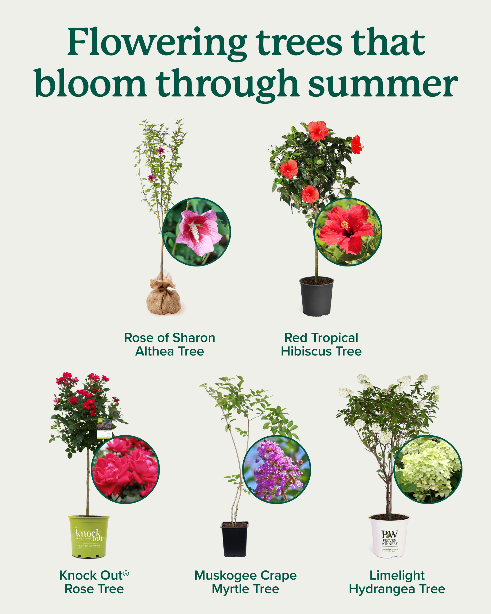 Fast - Add color to your yard with these flowering trees! From roses to ...