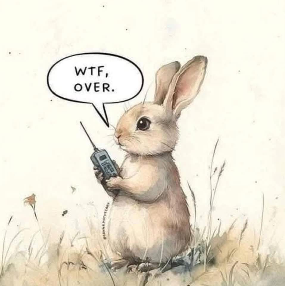 Jimothy Rabbit | Minneapolis MN