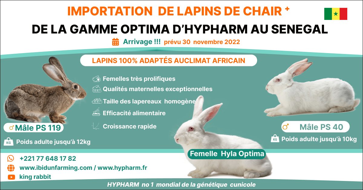Optima Rabbits
