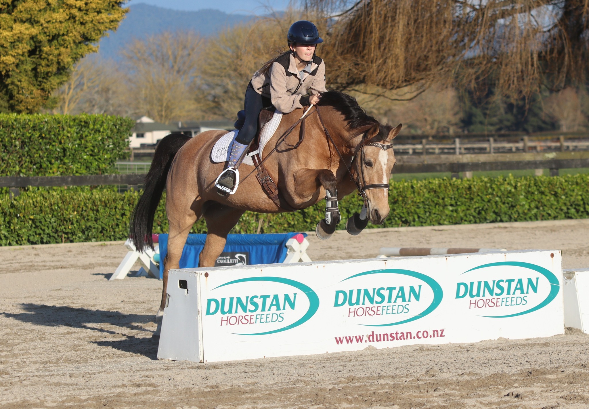 EventStars - Bailey (14.1-14.2hh 8yo mare by Hilkens Denali out of an ...
