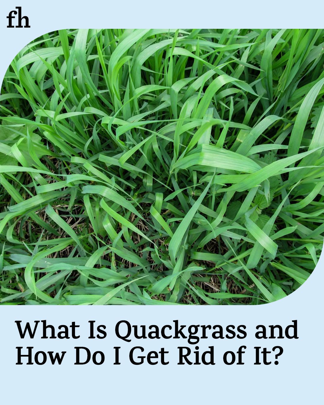 Family - Dealing with quackgrass takes persistence. Here's how to ...