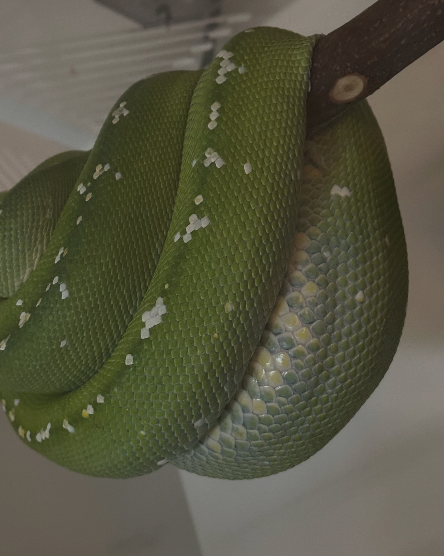 Millennium - Exciting News from the Snake Room! It looks like a third ...