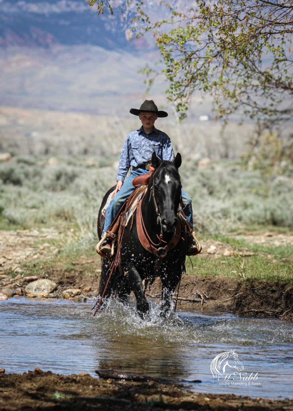 Quarter Circle 4R Ranch... - Quarter Circle 4R Ranch Horses