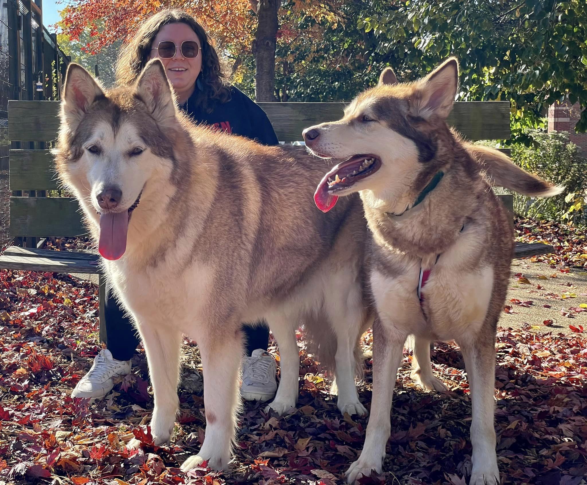 Illinois Alaskan Malamute Rescue Association - Handsome (adoptable ...