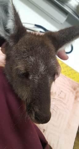 Perth Wildlife Rescue... - Perth Wildlife Rescue Network