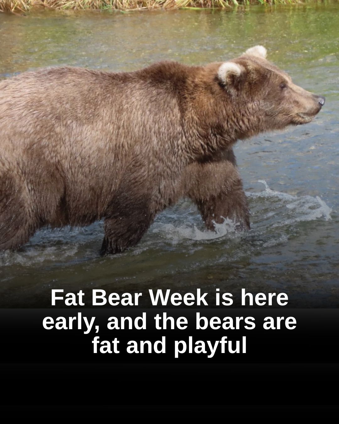 LAist - 🔗 Find out more: https://ow.ly/skoi50X1eLz Fat Bear Week, when ...