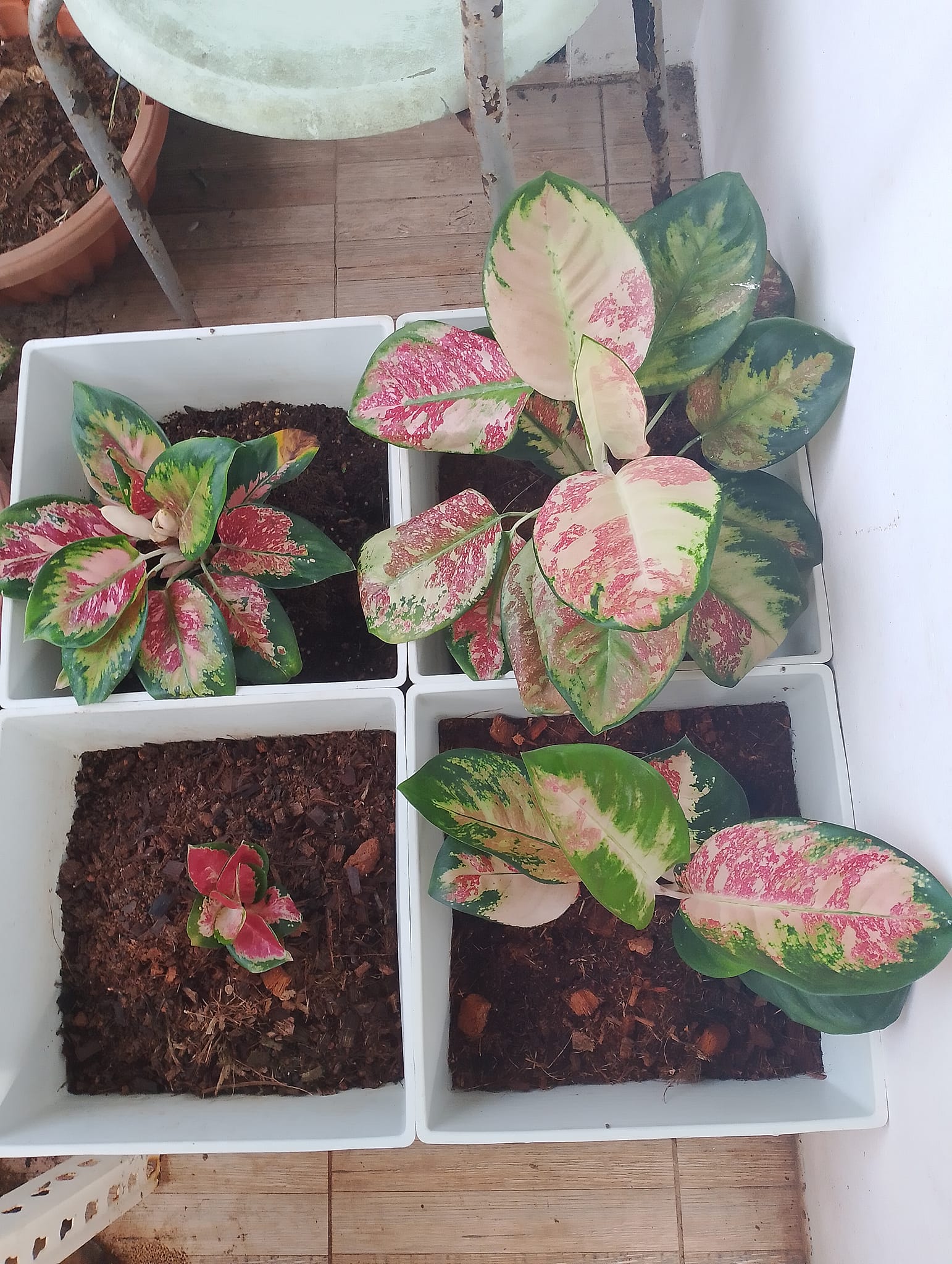 Lets start to collect our Aglaonema COCHIN series . 😍 10 series