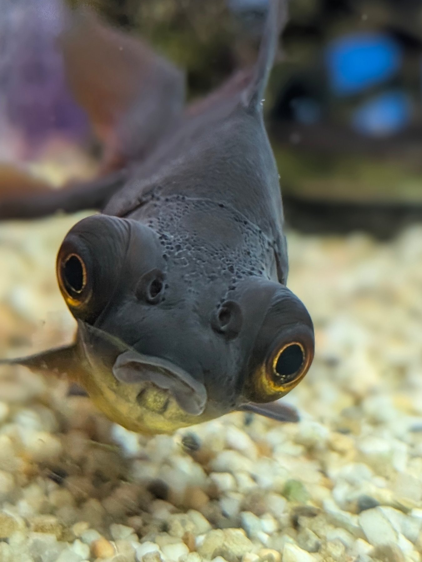 Tranquil - ⭐ Fish Spotlight of the Week ⭐ Black Moor Goldfish Why we ...