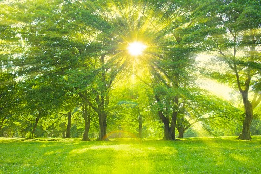 Lou's Cutting Edge Tree Service LLC | Eaton Rapids MI