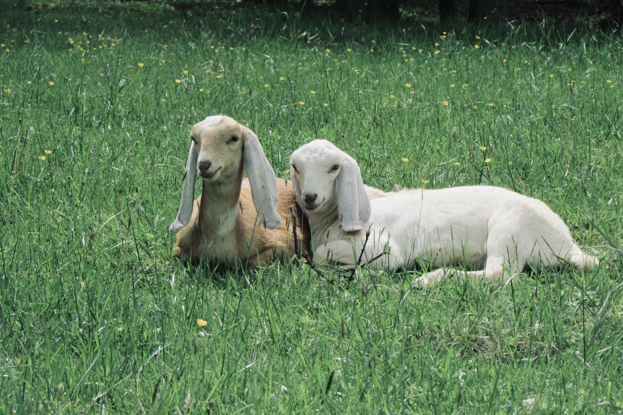 Hen's Tooth Acres Farm | Vilas NC