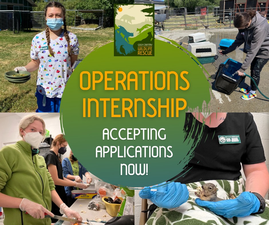 Gold - 🌿 Now Accepting 2026 Spring/Summer Operations Intern ...