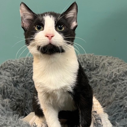 What a sweet face! Mr.... - Humane Society of Catawba County | Facebook