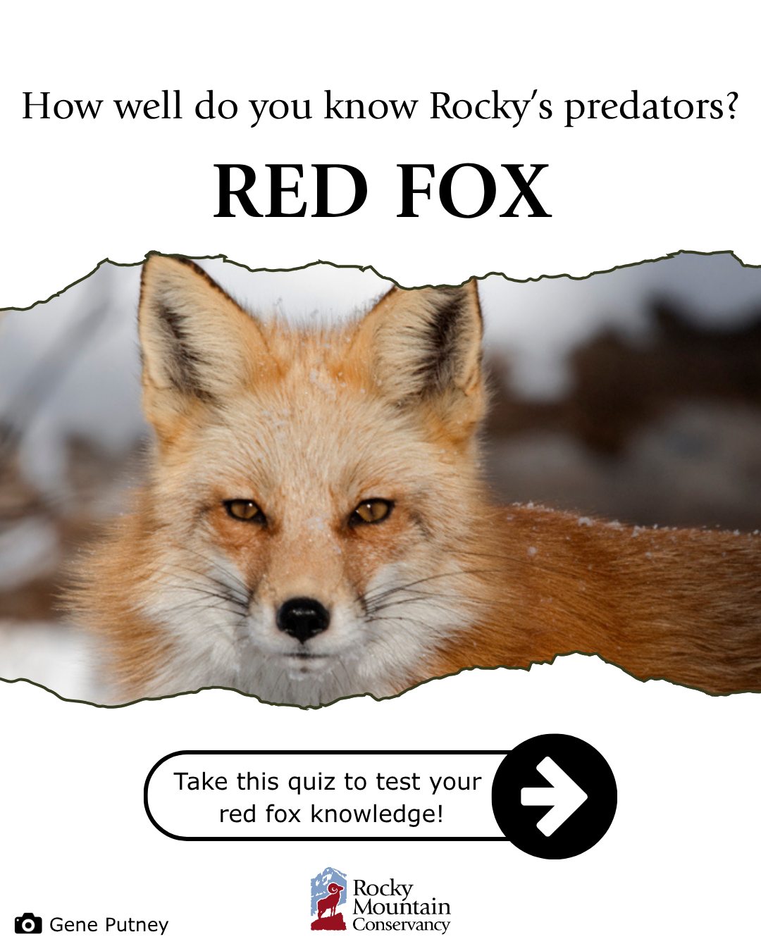 Despite its name, the red fox... - Rocky Mountain Conservancy | Facebook
