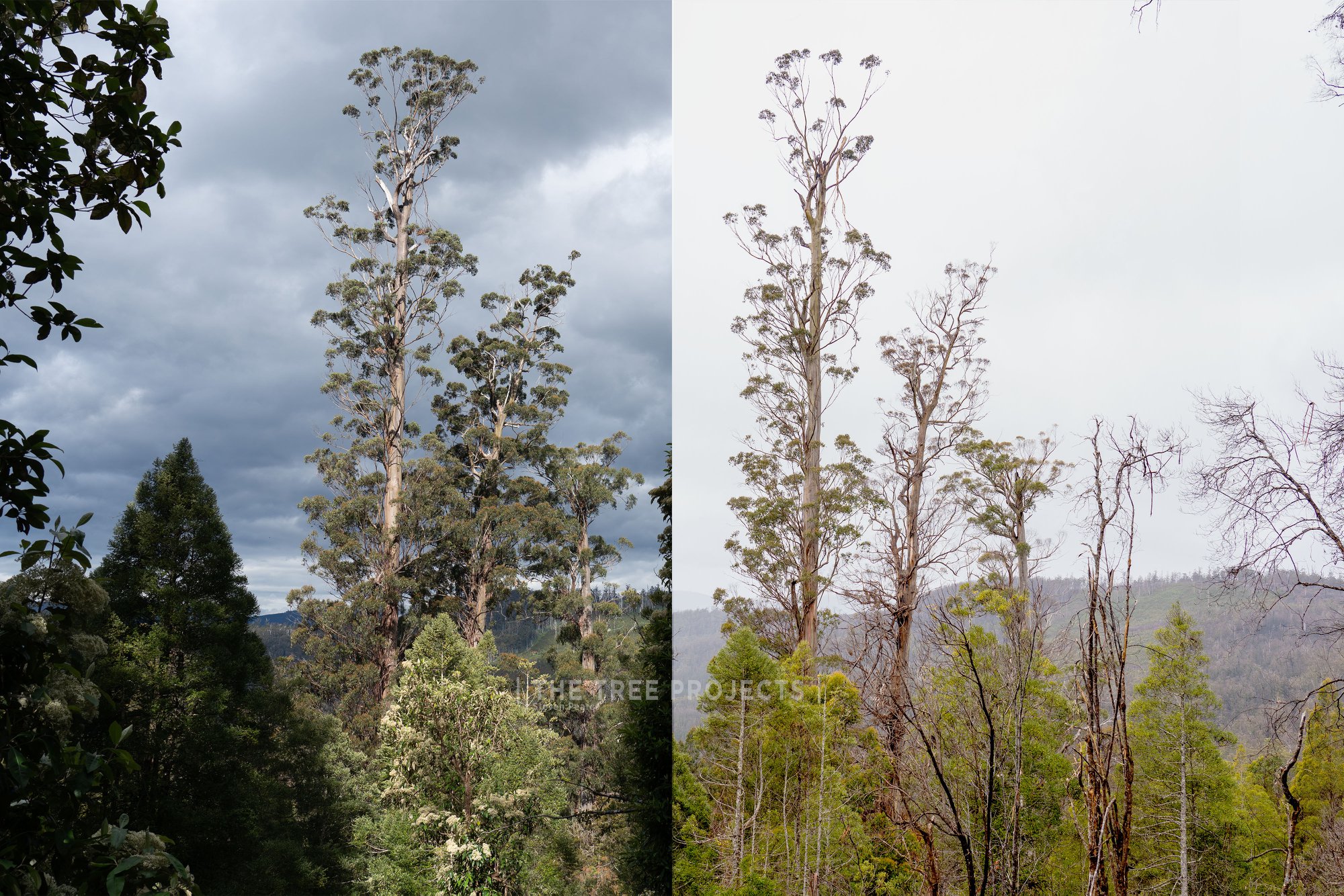 CENTURION PRE & POST FIRE COMPARISON... - The Tree Projects | Facebook