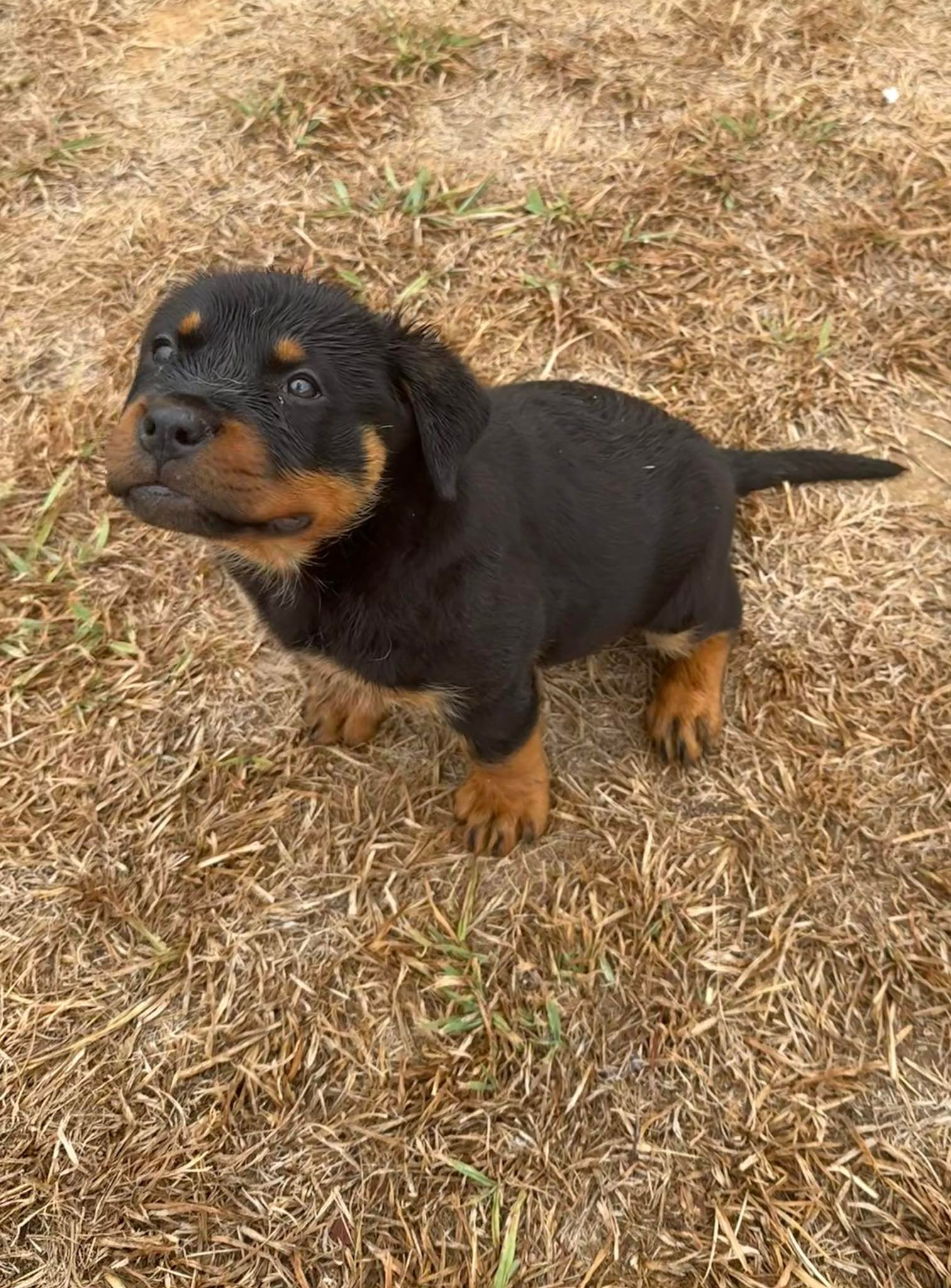 Swaggerhause Rottweilers and Berani Miniature Fox Terriers BIN ...