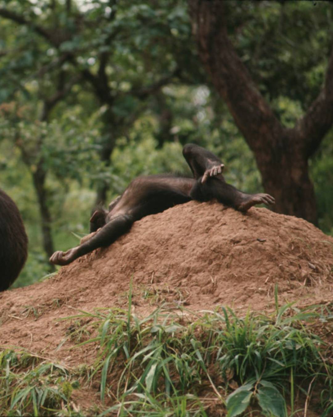 the Jane Goodall Institute - 🚨 BREAKING: Chimpanzees Abandon Tool Use ...
