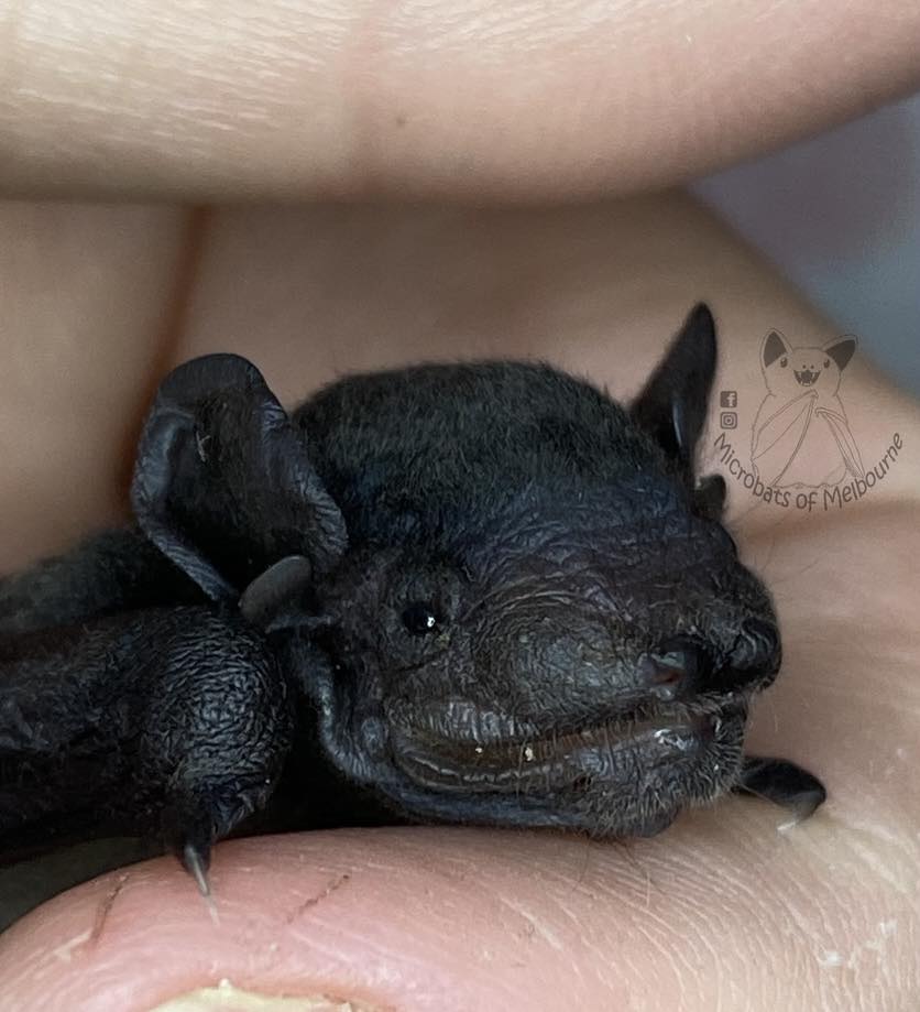 Microbats of Melbourne added a... - Microbats of Melbourne
