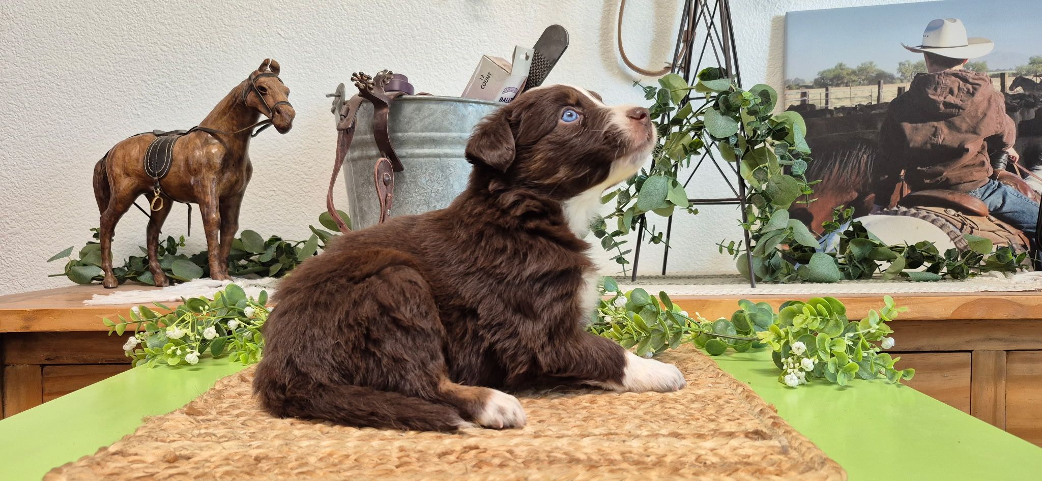 Iron Side Ranch Australian Shepherds | Marana AZ