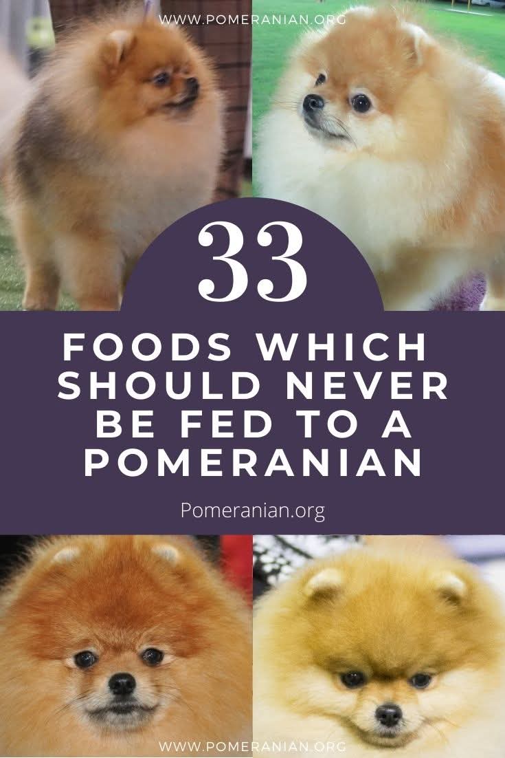 Image showcasing Pomeranian - What can Pomeranians not eat? Monster list of food NOT to ...