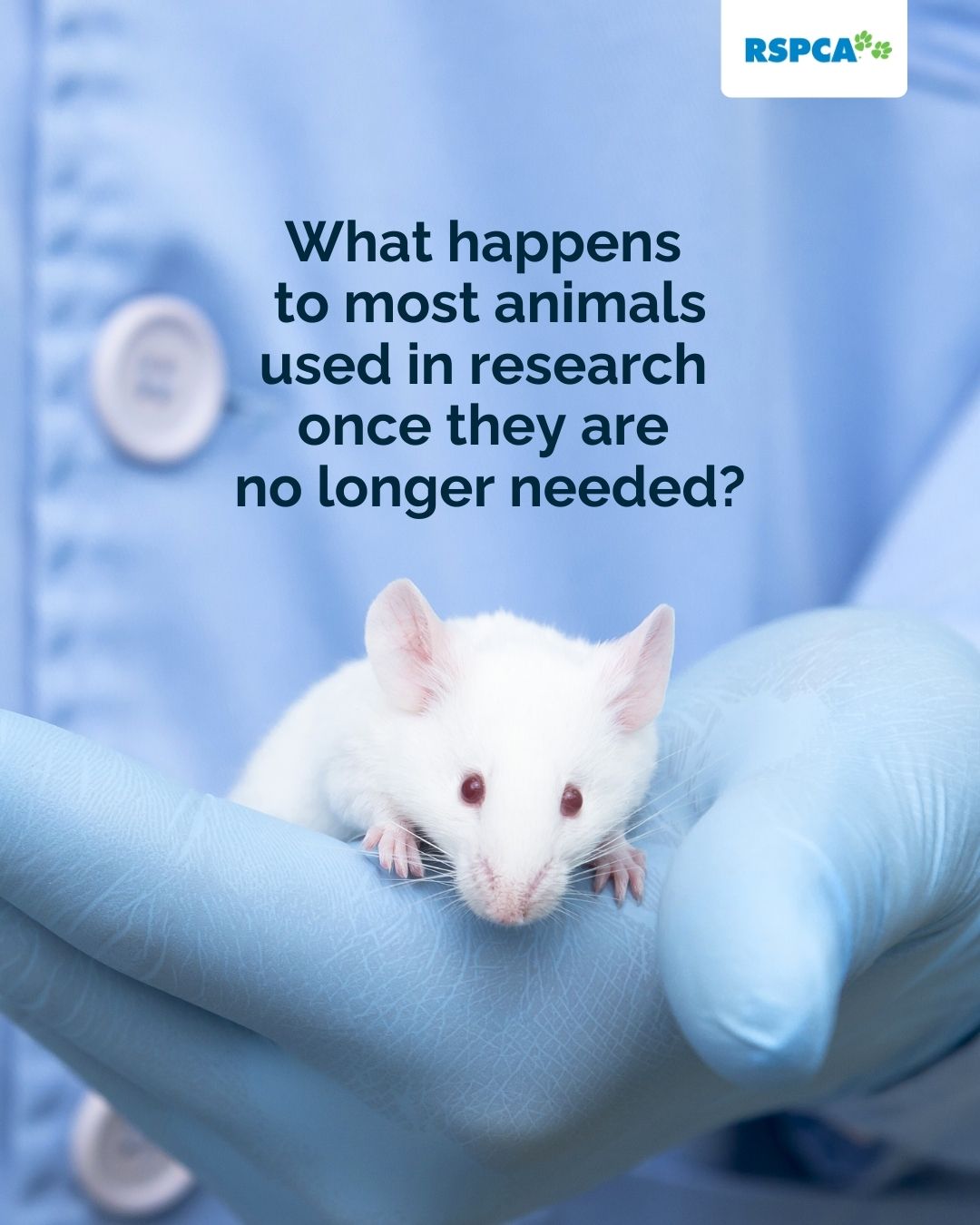 RSPCA Australia - In an episode of Great and Small Talk... | Facebook