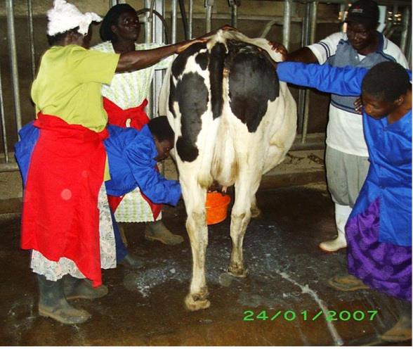 Katete Dairy Farm | Lilongwe