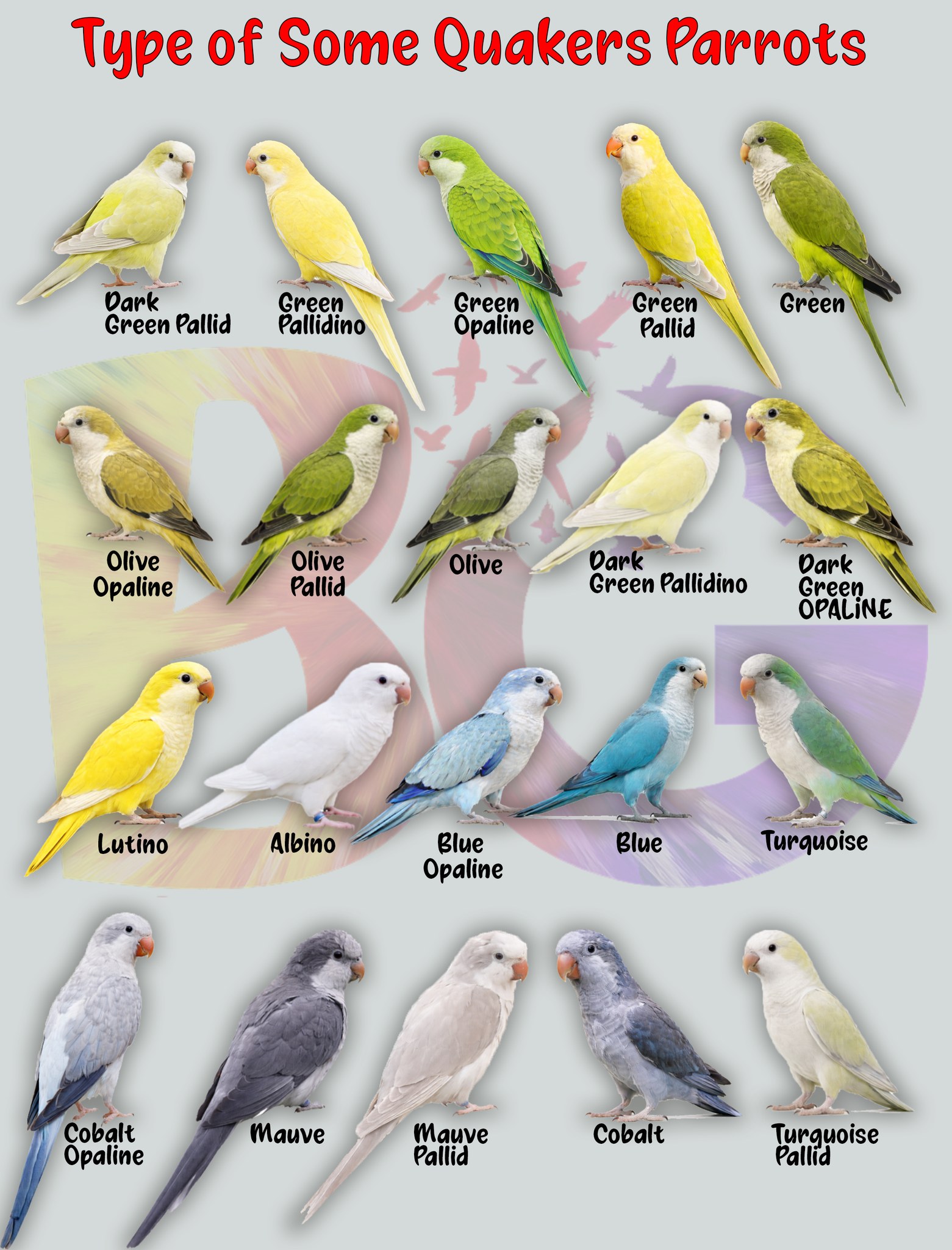 BirdsGalaxy - Type of Some Quakers Parrots ♥ #viral #image #birds # ...