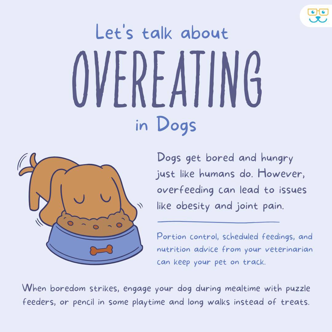 Picture of Bridge - 🐶🍽️ Did you know? Dogs may overeat due to boredom or anxiety ...