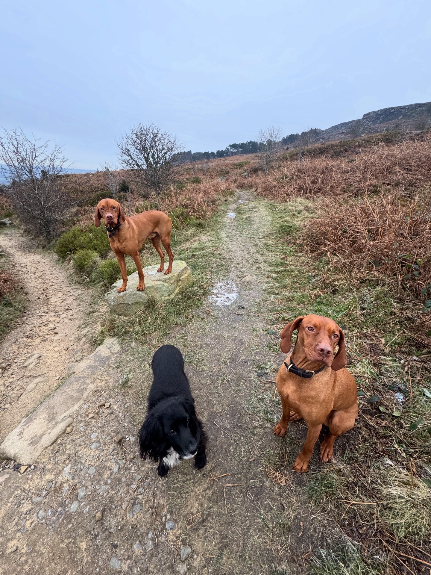Walk Four Paws | Addingham
