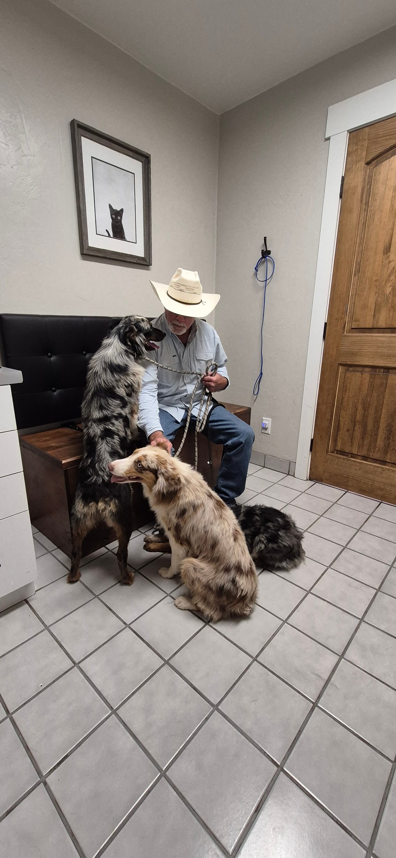 Iron Side Ranch Australian Shepherds | Marana AZ
