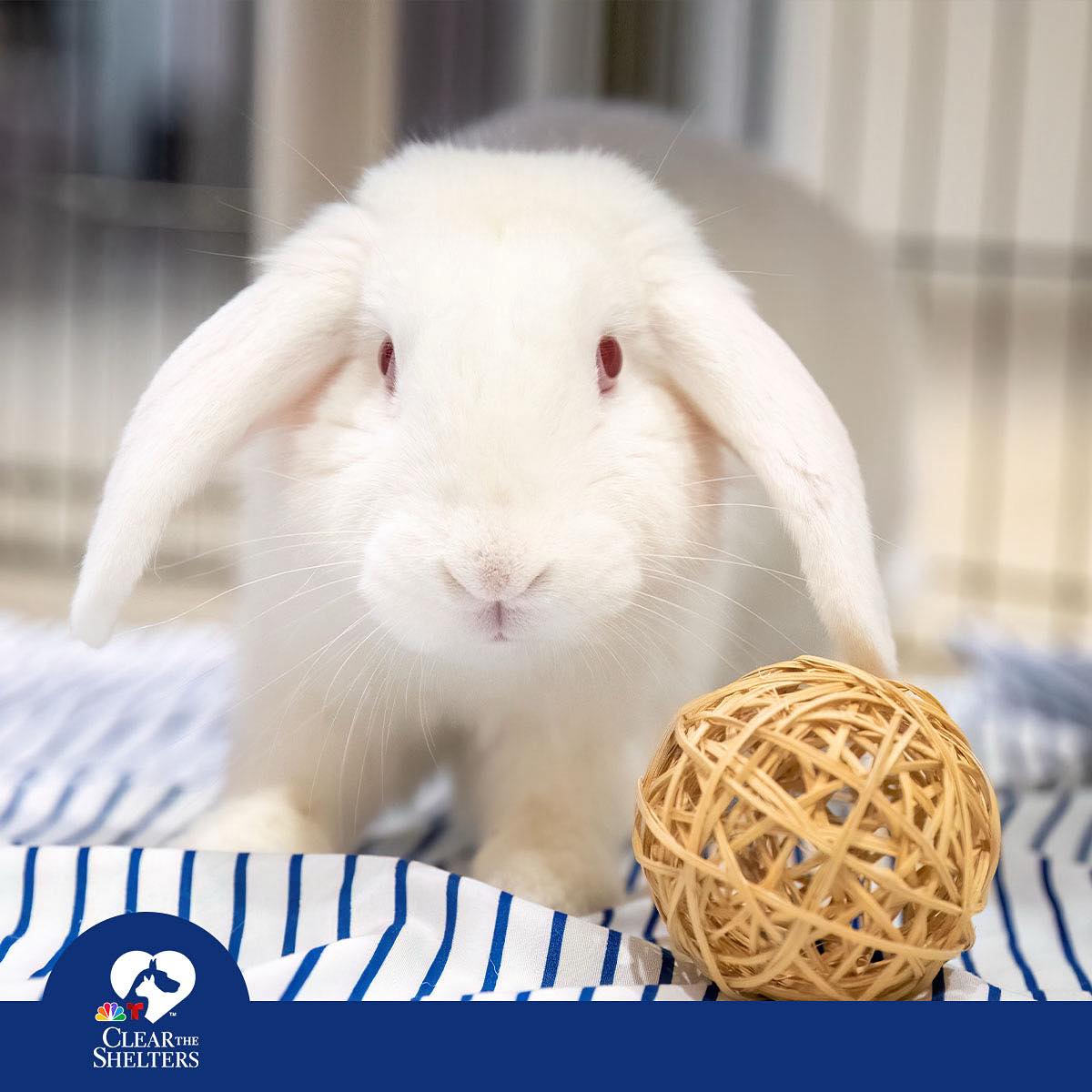 Animal - It’s that time of year again to help ARL Clear the Shelters! 🐾 ...
